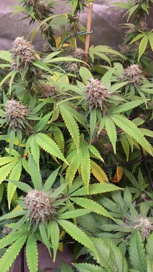 DIVINE OG KUSH   / DIVINE SEEDS 