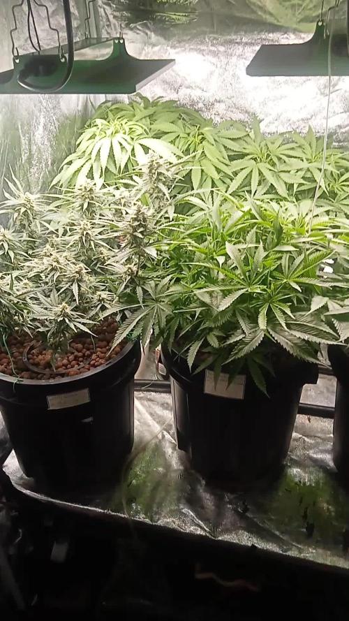 New year's 1st harvest 2025