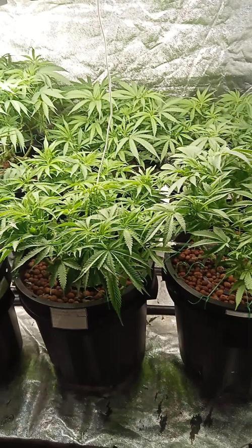 New year's 1st harvest 2025