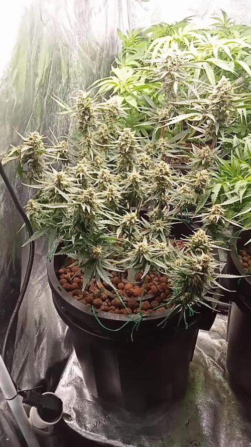 White Widow Auto FB