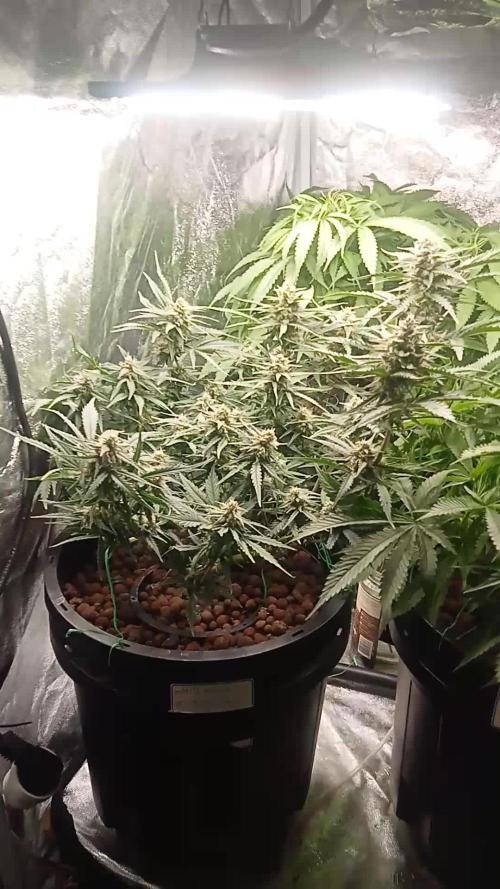 White Widow Auto FB