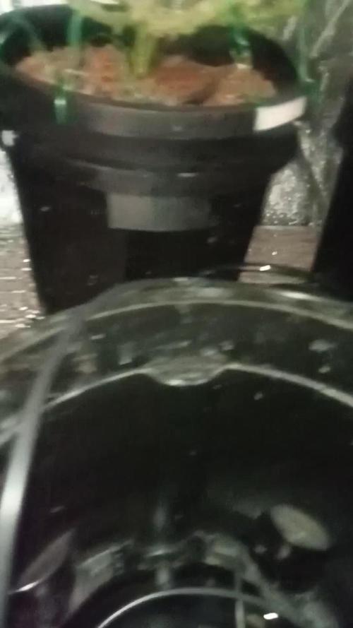 New year's 1st harvest 2025