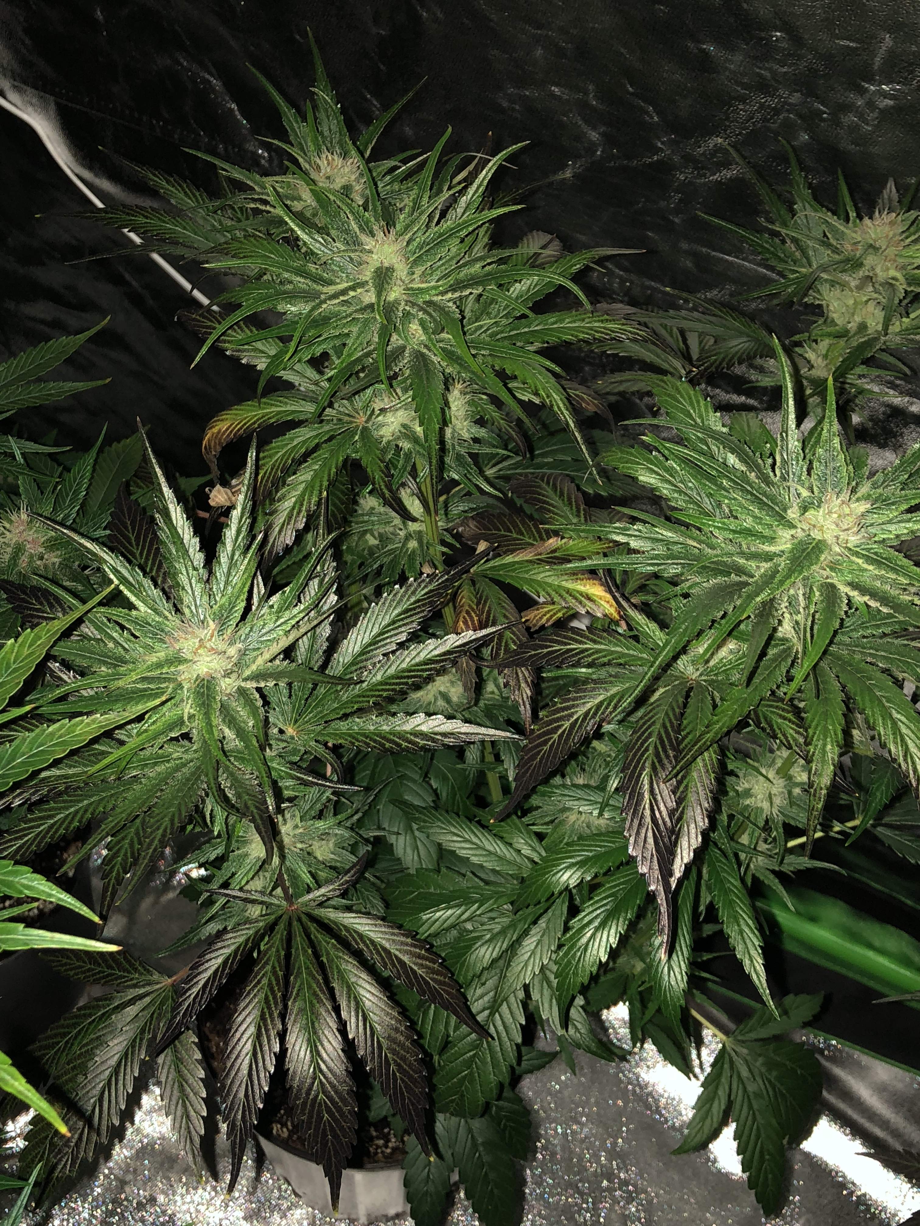 Ripper Seeds Zombie Kush grow diary (journal) week9 by nbacmprgirl2018