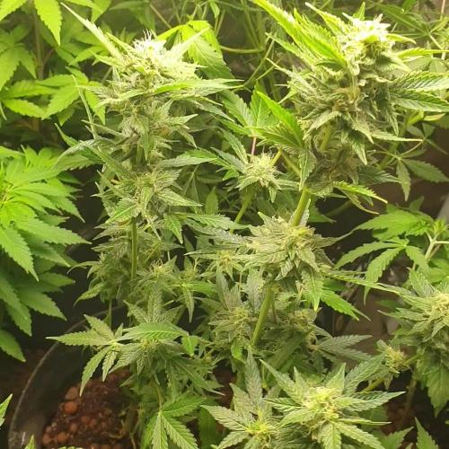 Auto Fractal 2 X 18L pot