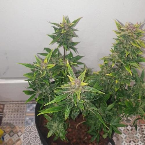Auto Fractal 2 X 18L pot
