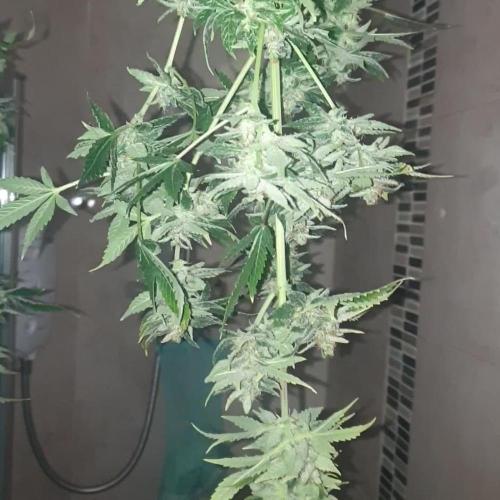 Auto Fractal 2 X 18L pot