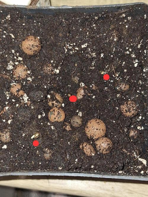 MXOP 4TH RUN OVER 2.5 YEARS.. Week 0 - Seeds placed in 1X2L pot.