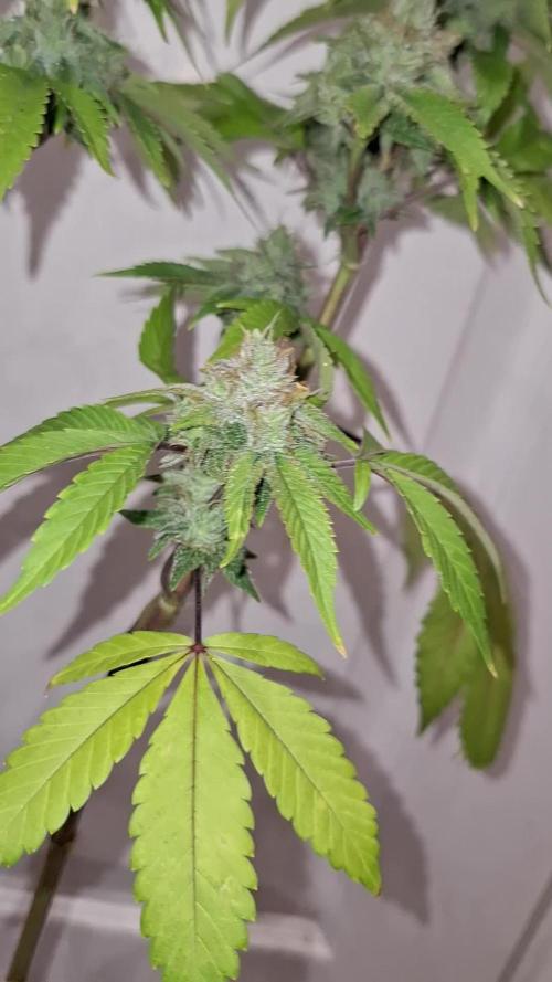 DivineOgKush powered by Xpert Nutrients.