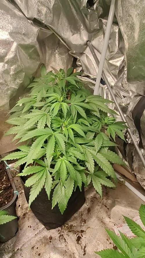 GRANDMOMMY PURPLE AUTO. HERBIES