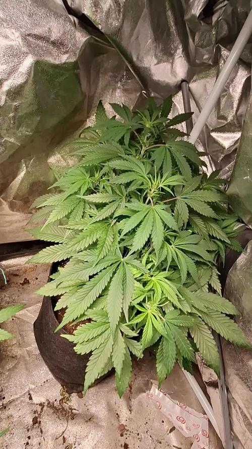 GRANDMOMMY PURPLE AUTO. HERBIES