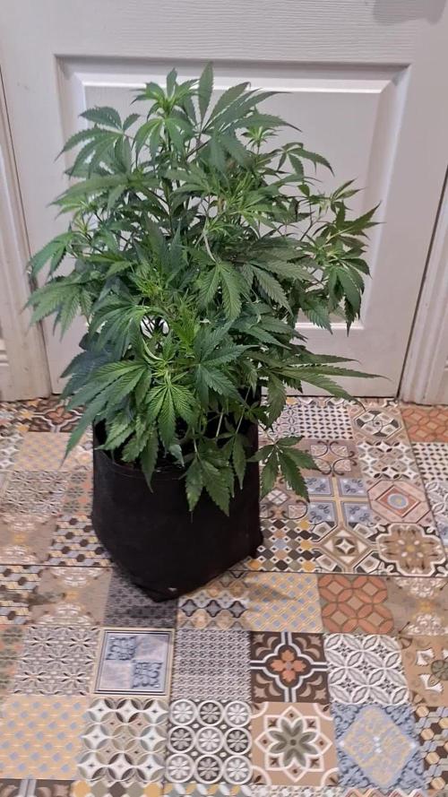 GRANDMOMMY PURPLE AUTO. HERBIES