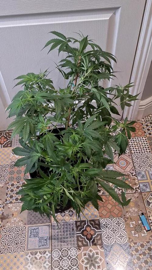 GRANDMOMMY PURPLE AUTO. HERBIES