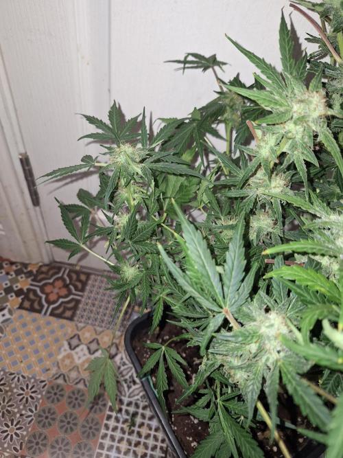 SKYWALKER OG AUTO. Week 7