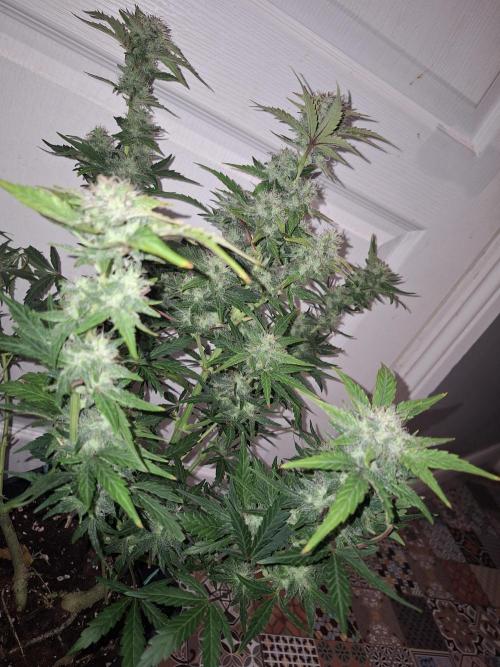 SKYWALKER OG AUTO. Week 7