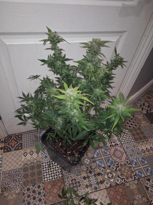 SKYWALKER OG AUTO. Week 7