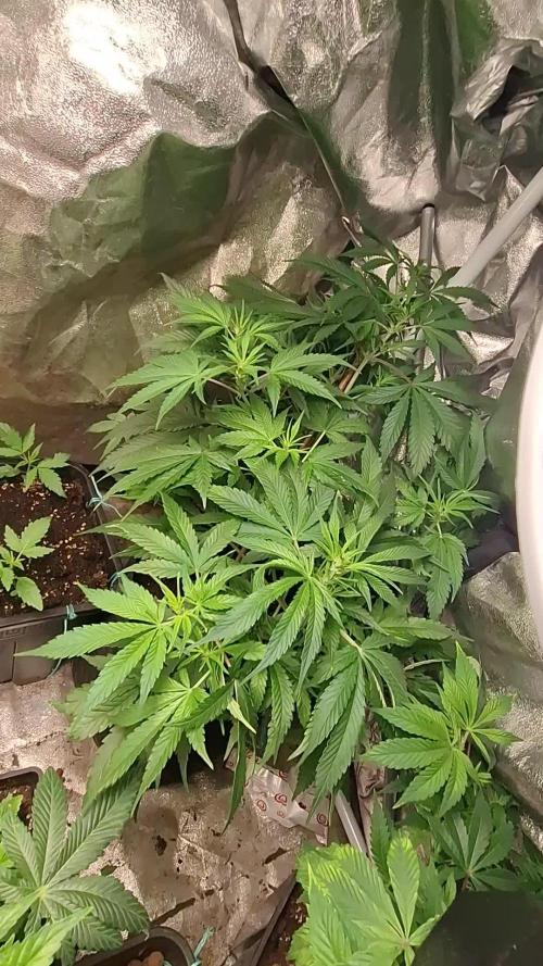 GRANDMOMMY PURPLE AUTO. HERBIES