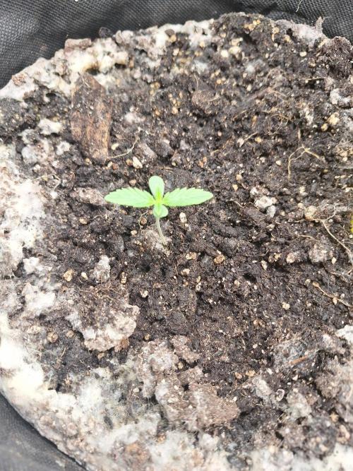 LemonMan Fastbuds, 20L organic grow. Week 1 - 7th Day
