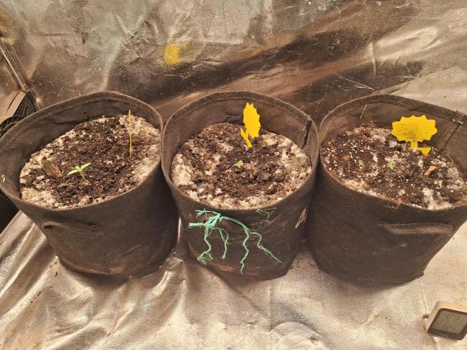 LemonMan Fastbuds, 20L organic grow. Week 1 - All that Fungi. 