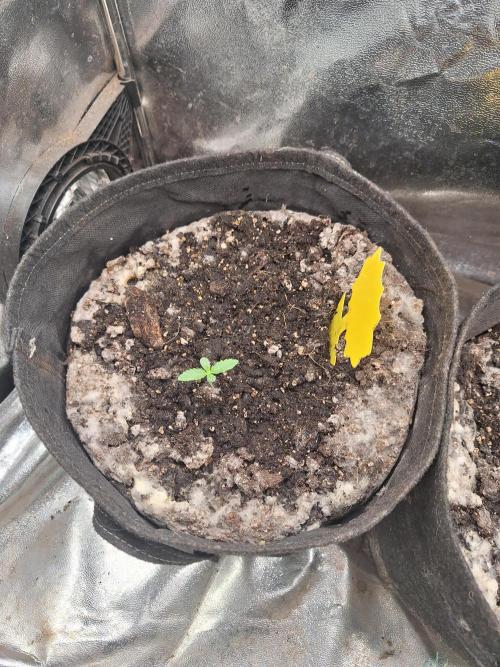 LemonMan Fastbuds, 20L organic grow. Week 1