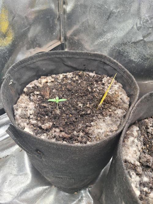 LemonMan Fastbuds, 20L organic grow. Week 1