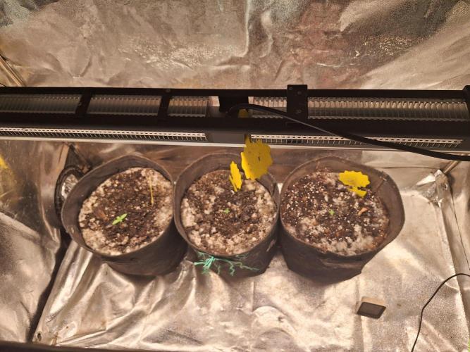 LemonMan Fastbuds, 20L organic grow. Week 1