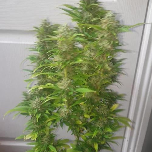 CAKE FF Fastbuds-SF/SE/1000/5000