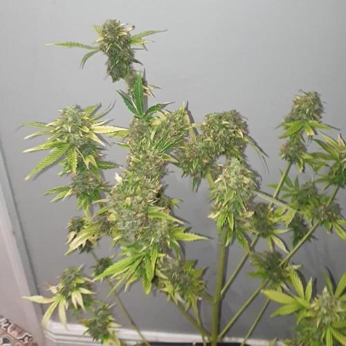 Forbidden Fruit Auto XpertNutrients