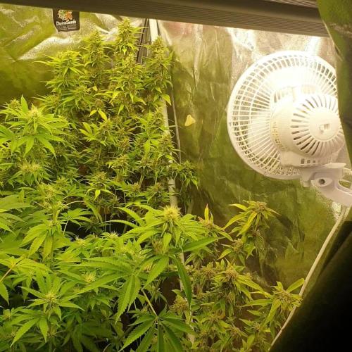 Forbidden Fruit Auto XpertNutrients