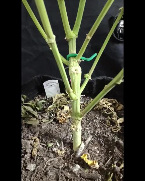 Specktackularrrr Melonade Runtz #+*°..