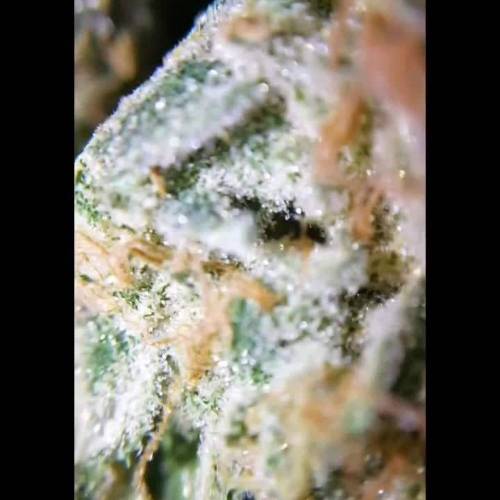 What is it what is it???