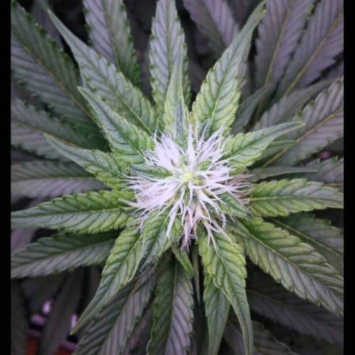 Tropical Tangie yes please!!