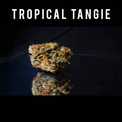 Tropical Tangie yes please!!