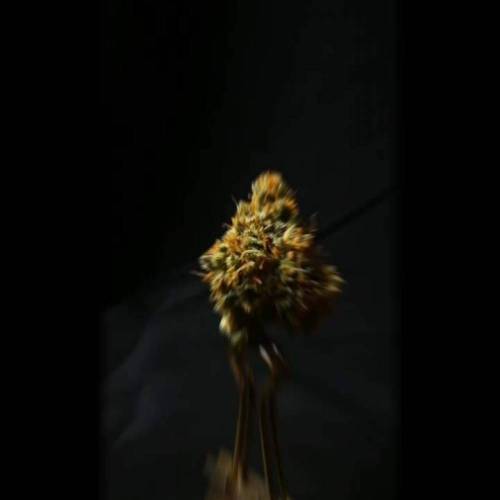 Tropical Tangie yes please!!