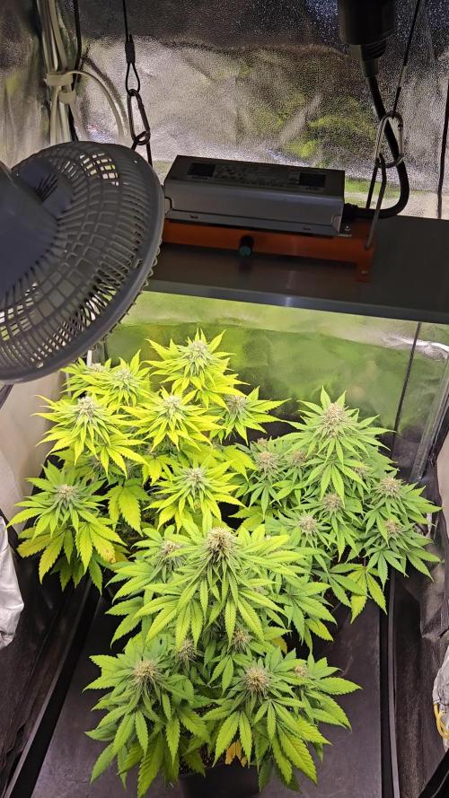 Haze#1♀️