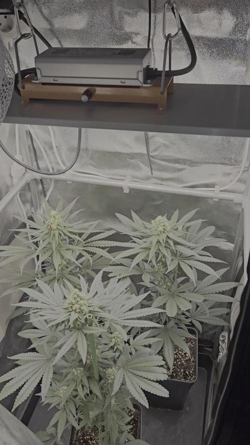 🍊range Bud 2.0