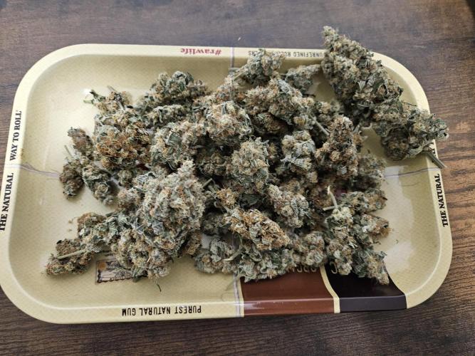 🍊range Bud 2.0. Week 15