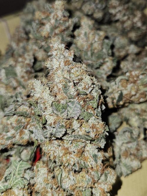 🍊range Bud 2.0. Week 15