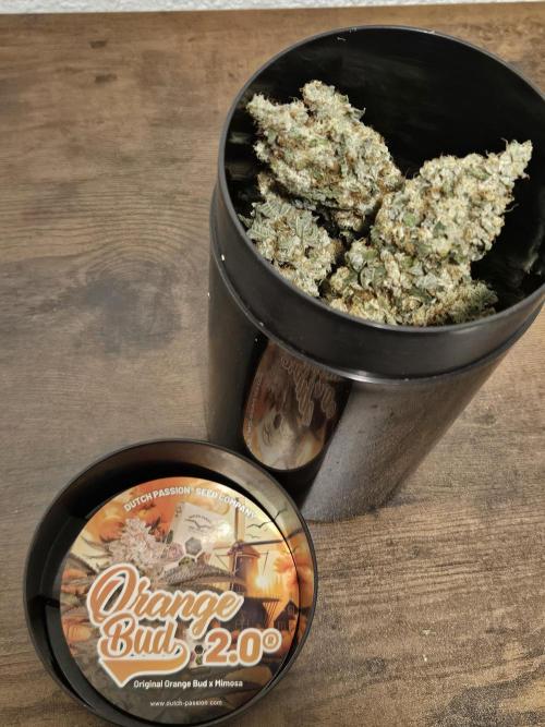 🍊range Bud 2.0. Week 15