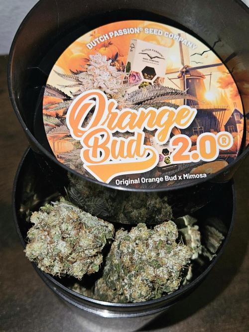 🍊range Bud 2.0. Week 15