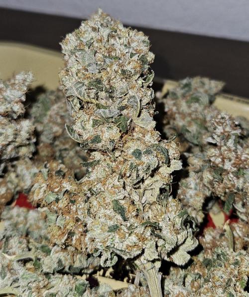 🍊range Bud 2.0. Week 15