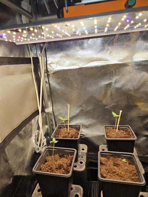 🍌Strawnana Sundae/ Again. Week 1