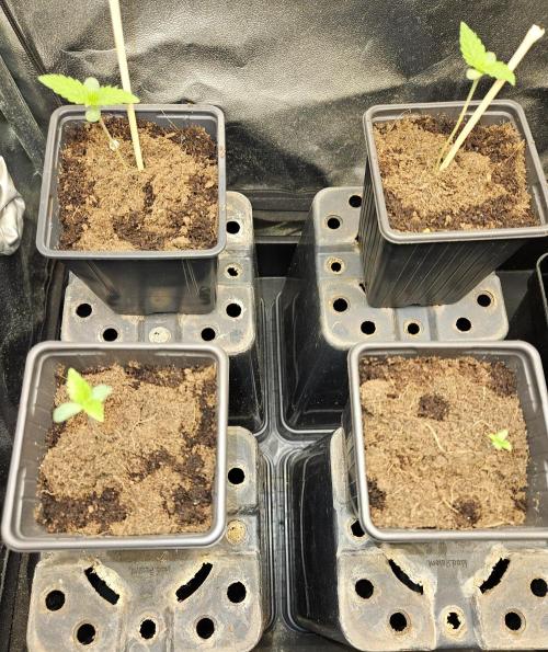 🍌Strawnana Sundae/ Again. Week 1