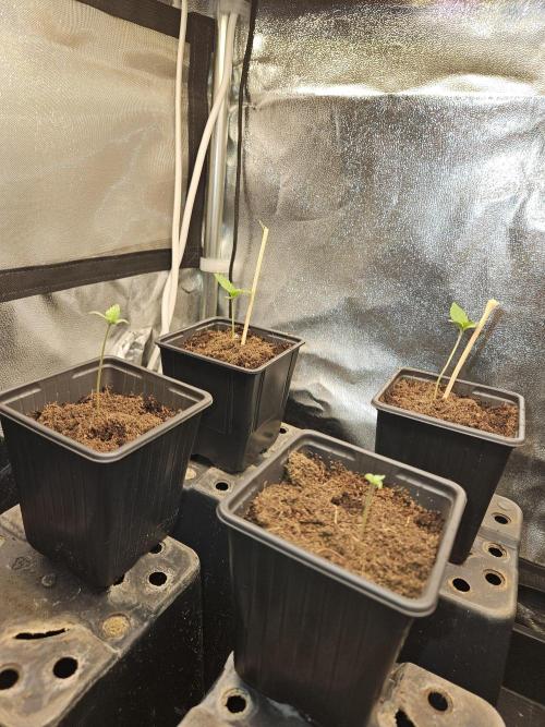 🍌Strawnana Sundae/ Again. Week 1