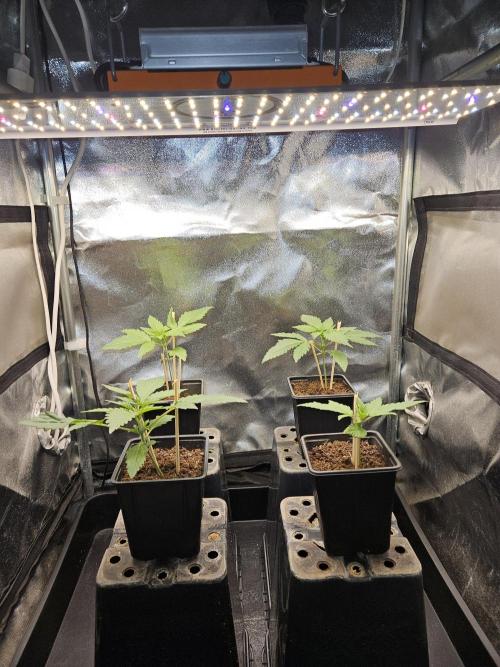 🍌Strawnana Sundae/ Again. Week 3