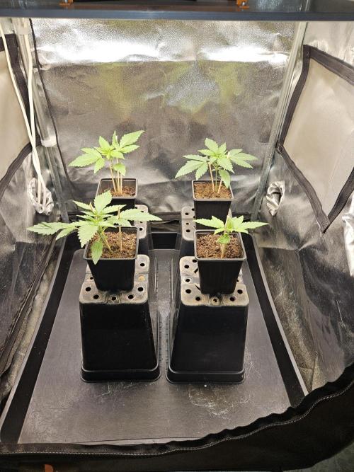 🍌Strawnana Sundae/ Again. Week 3