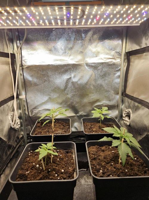 🍌Strawnana Sundae/ Again. Week 3