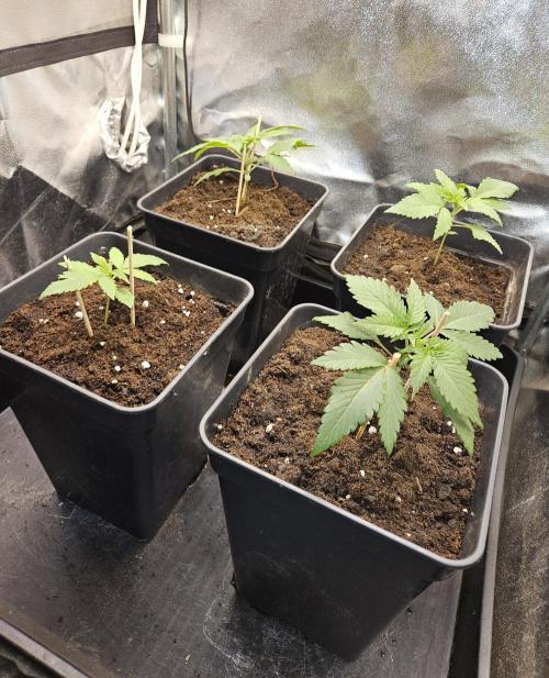 🍌Strawnana Sundae/ Again. Week 3