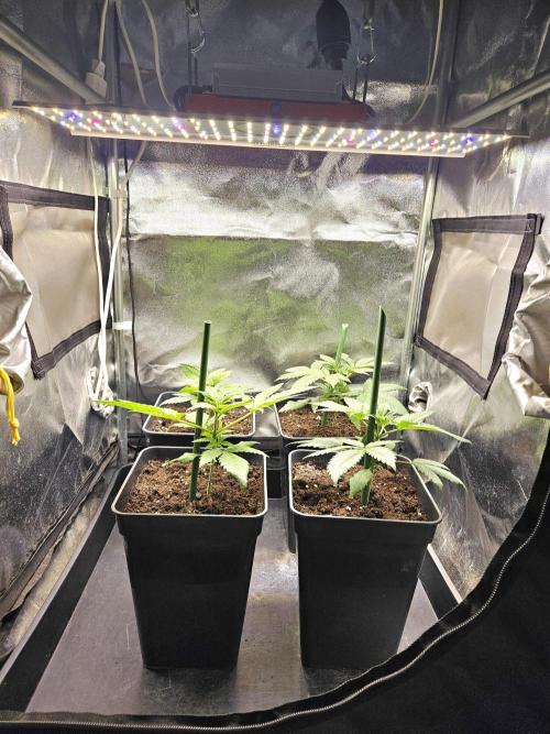 🍌Strawnana Sundae/ Again. Week 4