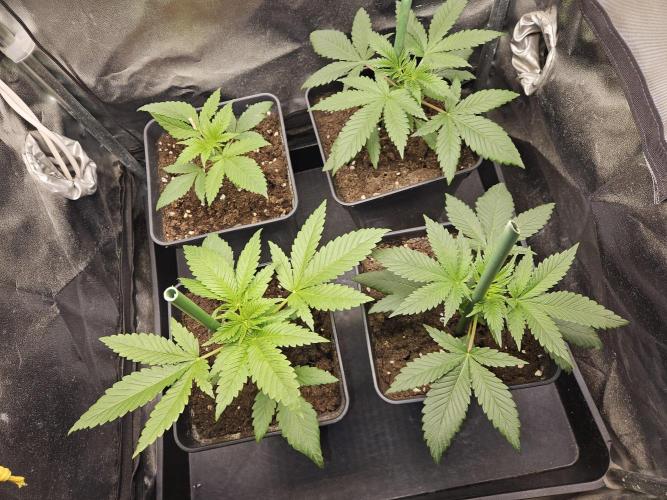 🍌Strawnana Sundae/ Again. Week 4