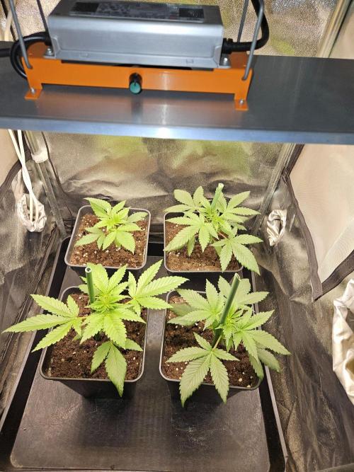 🍌Strawnana Sundae/ Again. Week 4